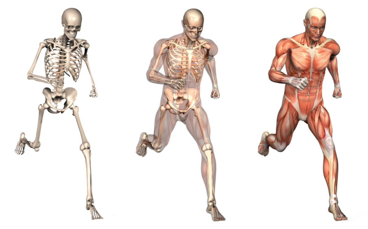 Musculoskeletal System Health Classes San Diego CourseHorse Soul of Yoga